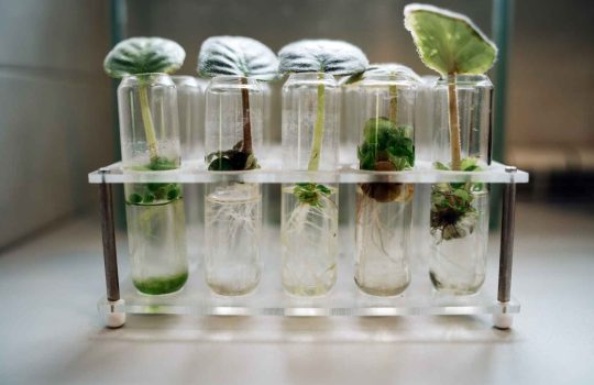 plant phenotyping2